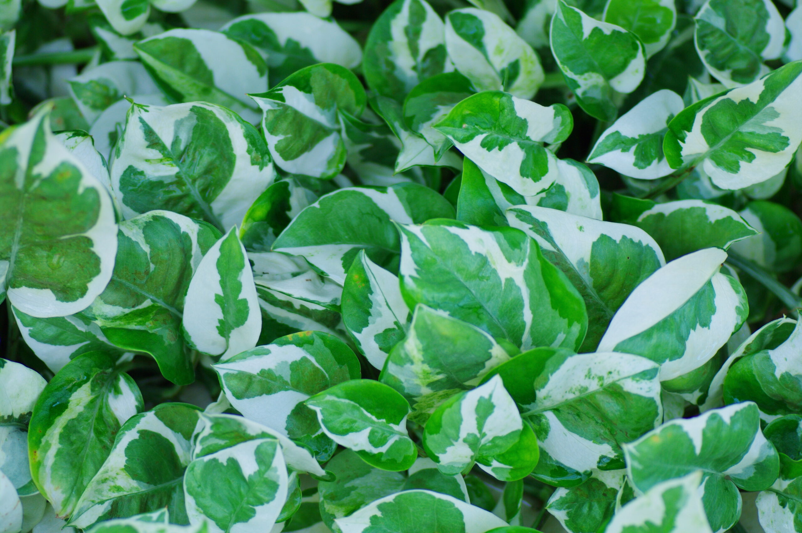 植物のある暮らし：緑の葉（自然と共生するライフスタイル）