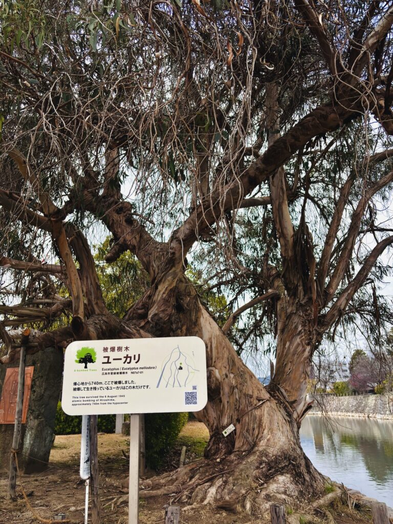 被爆したユーカリの木