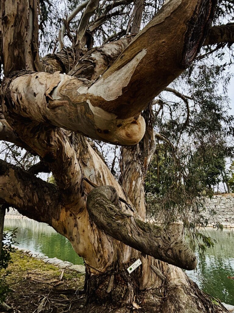被爆したユーカリの木肌