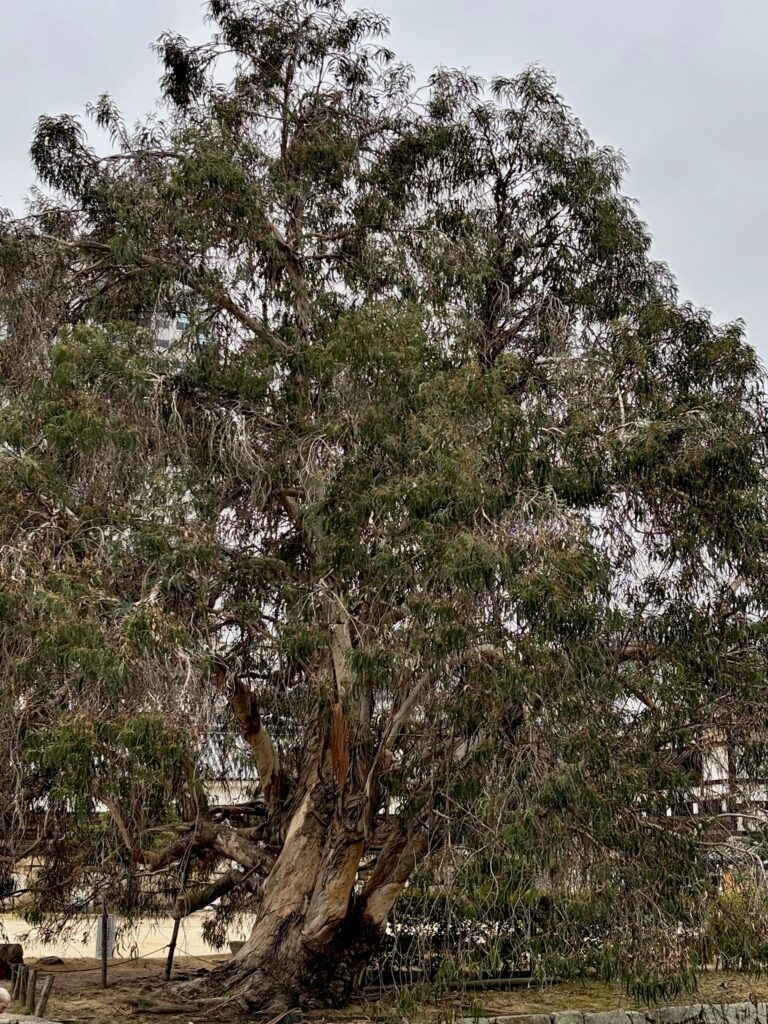 被爆したユーカリの木全体像