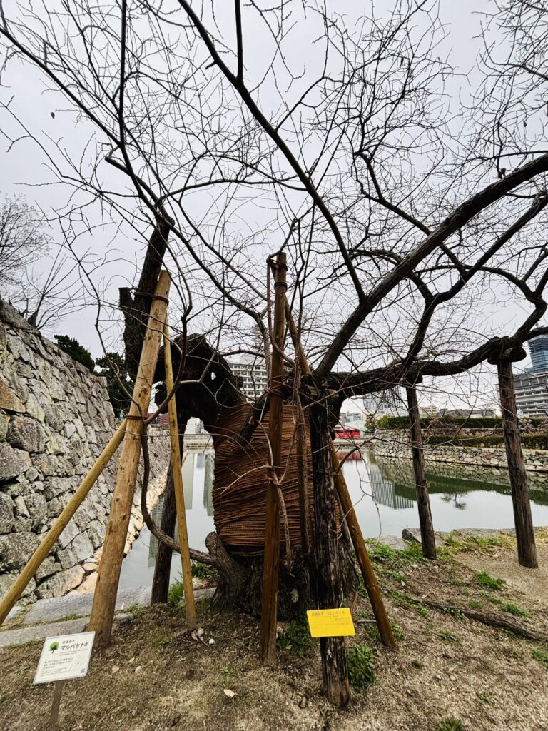 被爆したマルバヤナギ