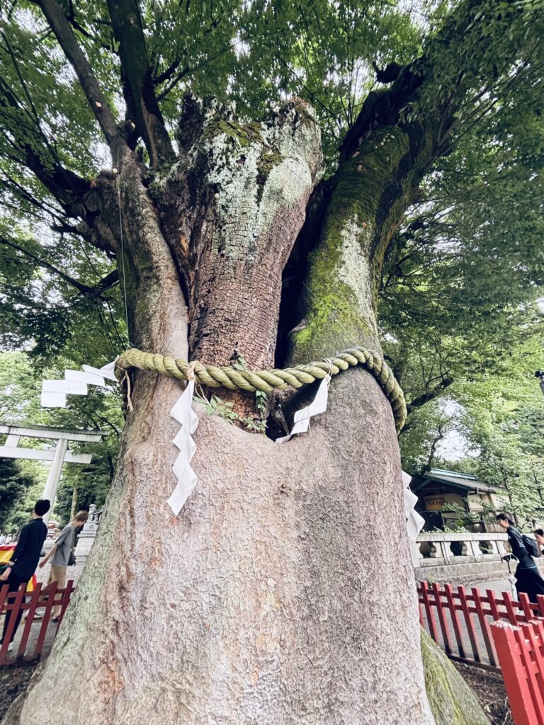 馬場大門欅（向かって右