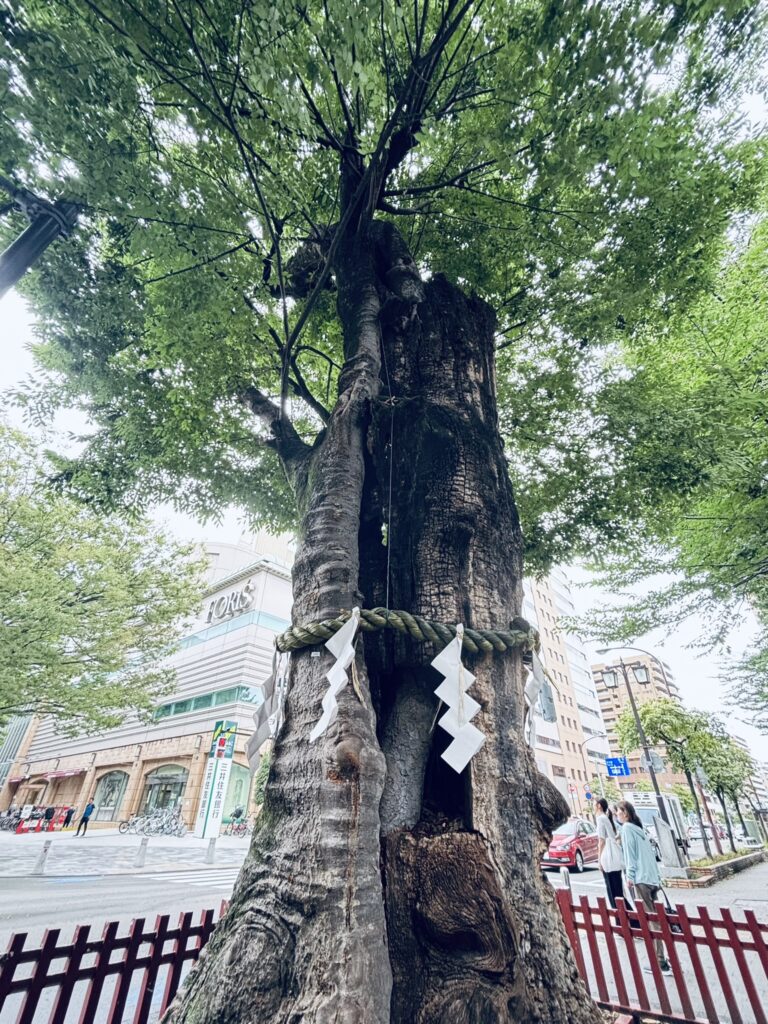 馬場大門欅（神社に向かって左側）