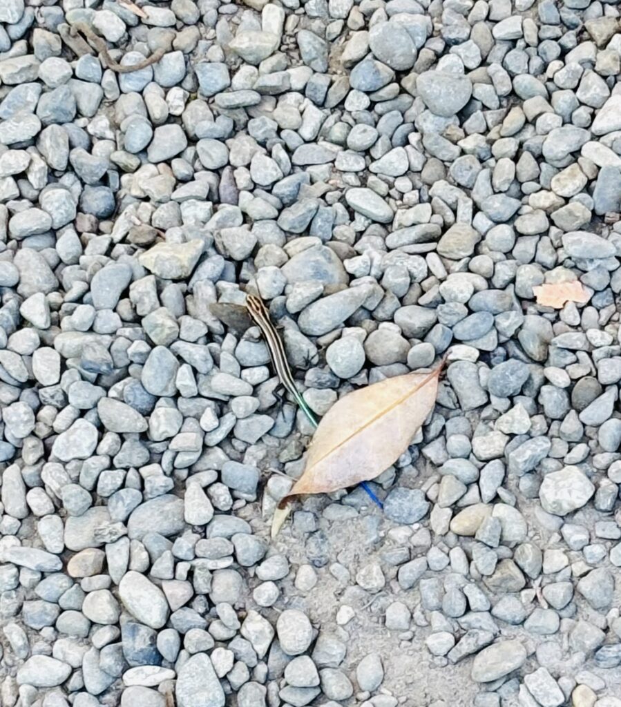 ニホントカゲの幼体