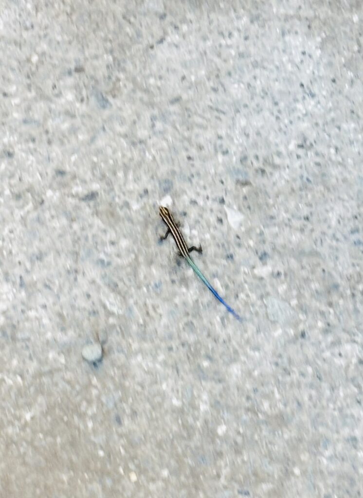 逃げ足速いニホントカゲの幼体