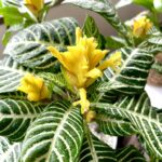 ダニアの花