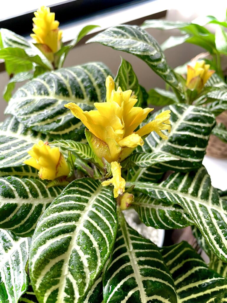 ダニアの花