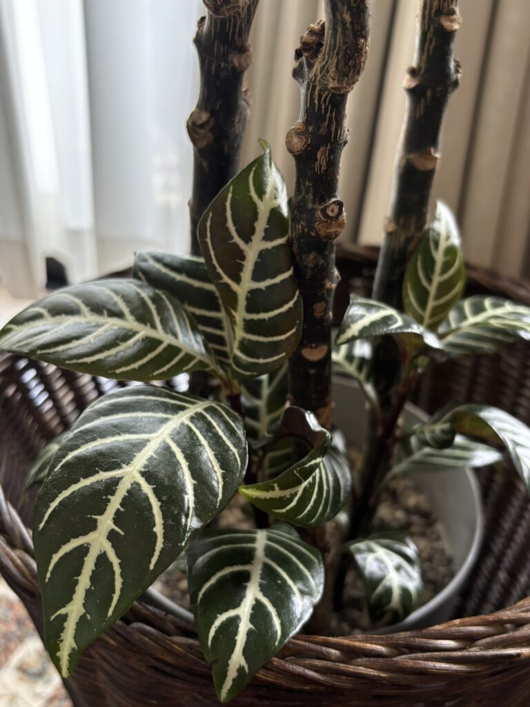 ダニア2本の新芽