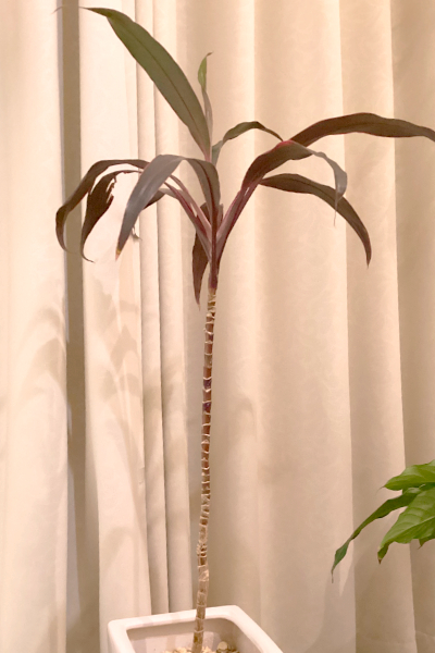 下葉が枯れて茎が長く伸びた切り戻し前のドラセナ