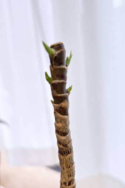 ドラセナの幹の複数の節から伸び始めた5つの新芽