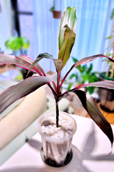 赤玉土とバーミキュライトを混ぜた用土へ植え付けたドラセナの挿し穂
